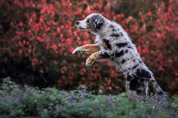 Australien Shephert springt durch Blumen, Magdeburg